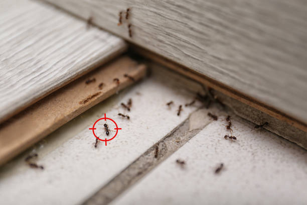 Best Bed Bug Extermination  in Sleepy Hollow, IL