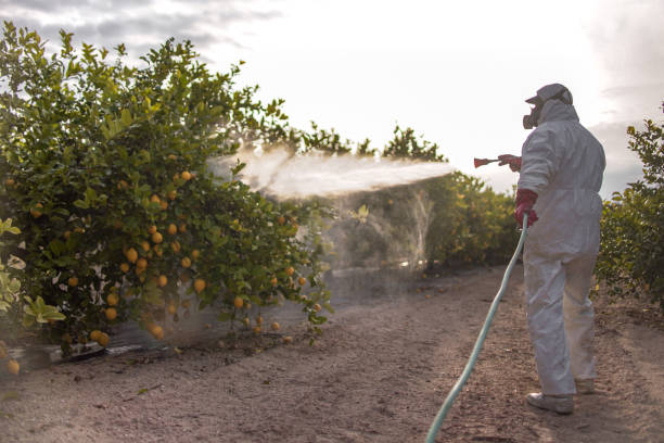 Best Affordable Pest Control Services  in Sleepy Hollow, IL