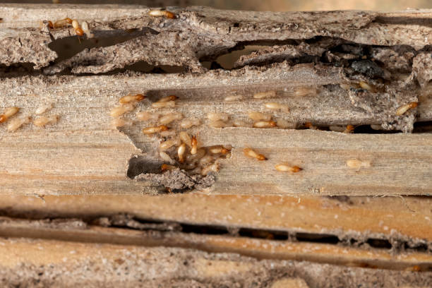 Best Insect Control  in Sleepy Hollow, IL